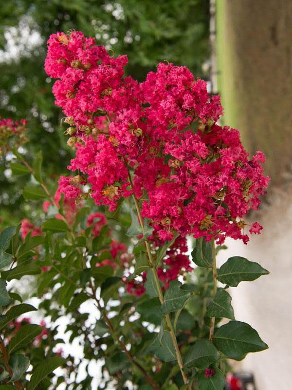 Tuscarora Crapemyrtle 15 Gal