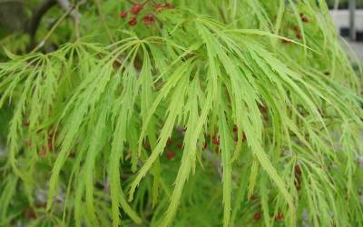 Viridis Japanese Maple