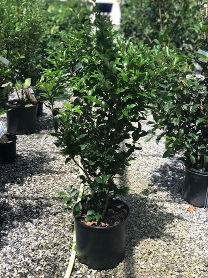 Wavy Leaf Ligustrum