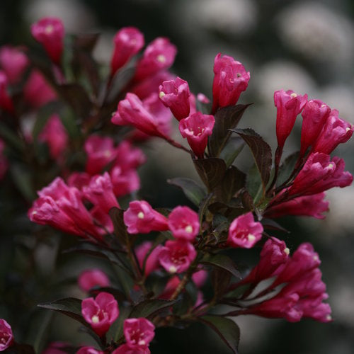 Wine & Roses Weigela 2&3 Gal