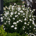 White Chiffon Rose of Sharon 2 Gal
