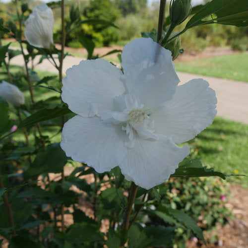 White Pillar Rose of Sharon 2&3 Gal