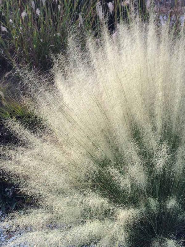 White Cloud Muhly Grass 3 Gal