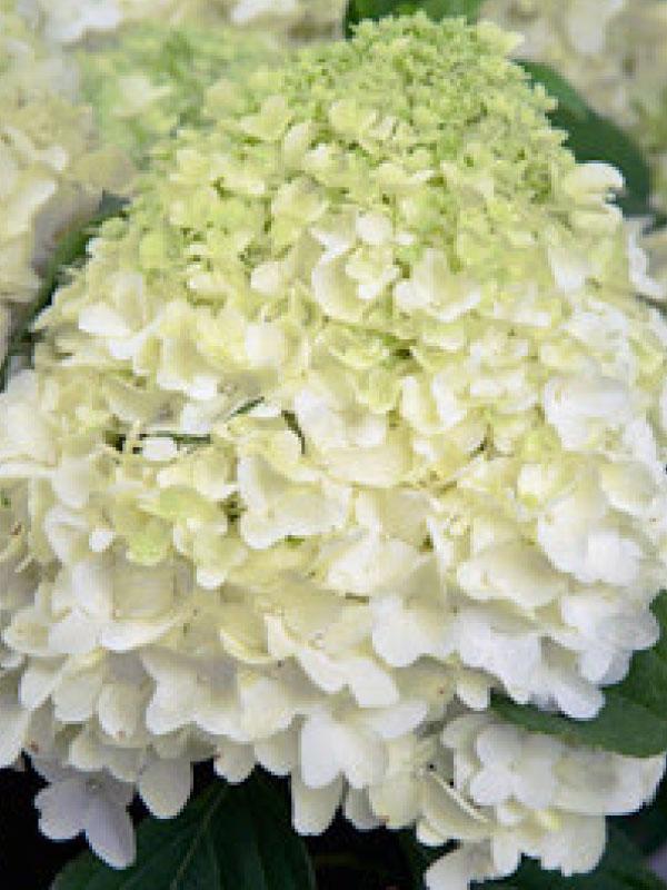 White Wedding Hydrangea 3 Gal