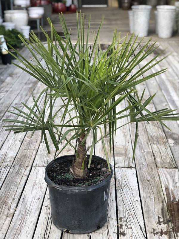 Windmill Palm 7 Gal