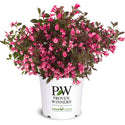 Wine & Roses Weigela 2&3 Gal