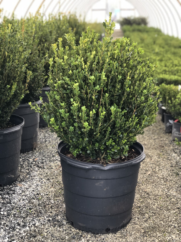 Winter Gem Boxwood 15 Gal