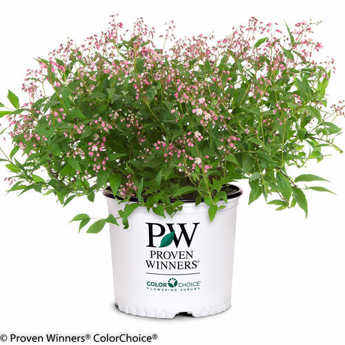 Yuki Cherry Blossom Deutzia 3 Gal