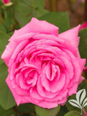 Zephirine Drouhin Climbing Rose 5 Gal