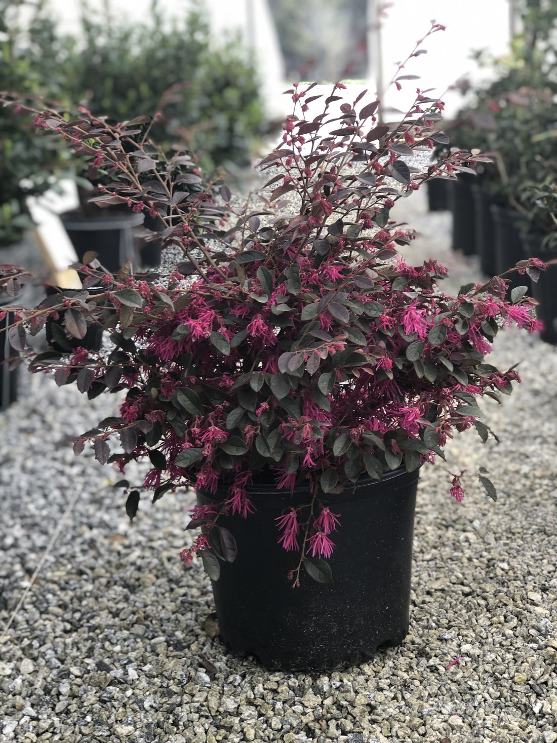 ZhuZhou Loropetalum
