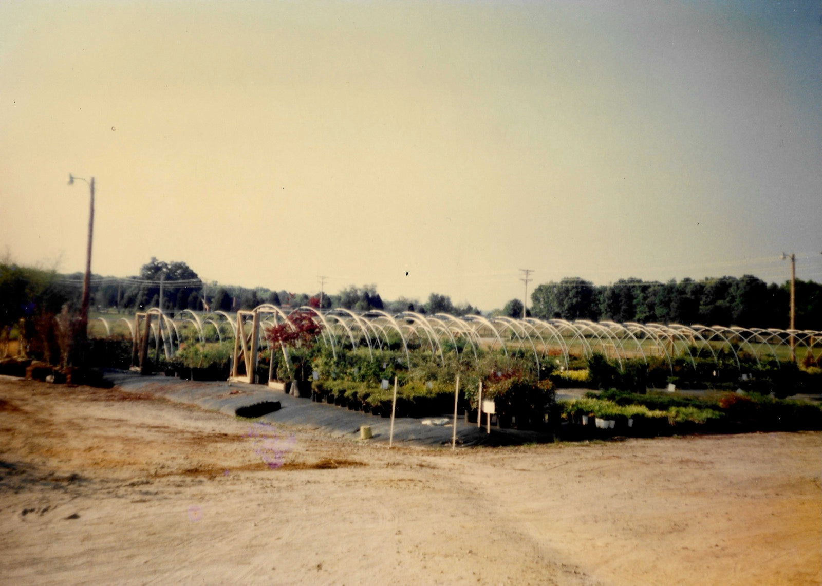Long rows of hoop-house frames and container-grown nursery stock stretching across the field
